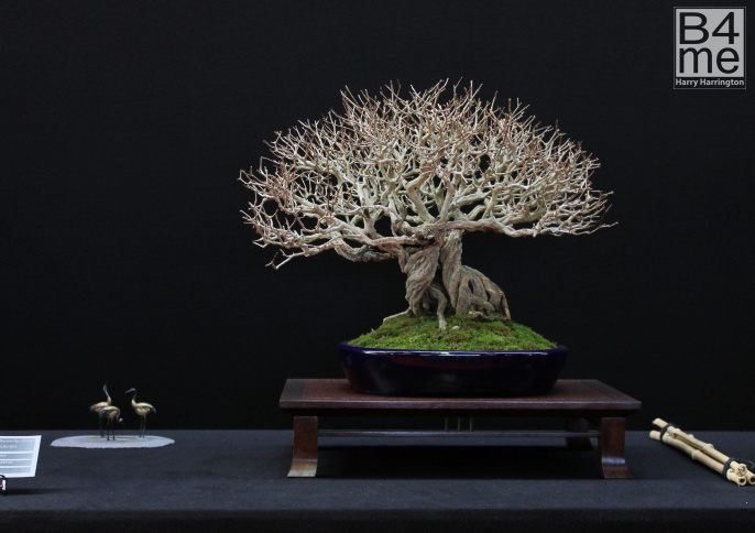 pomegranate bonsai